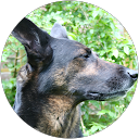 Gernot Gangl profile picture